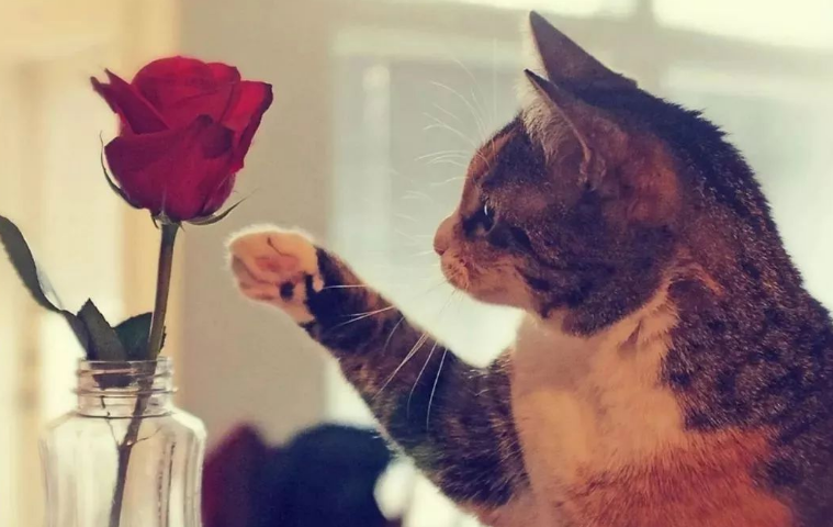 在这个叫春的日子里，和猫一起“呼唤爱”